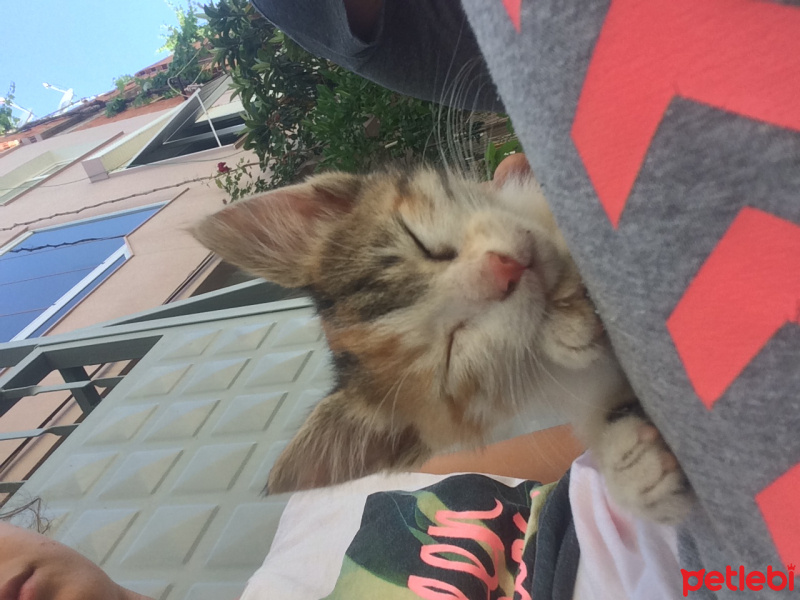 Tekir Kedi, Kedi  Hardal fotoğrafı