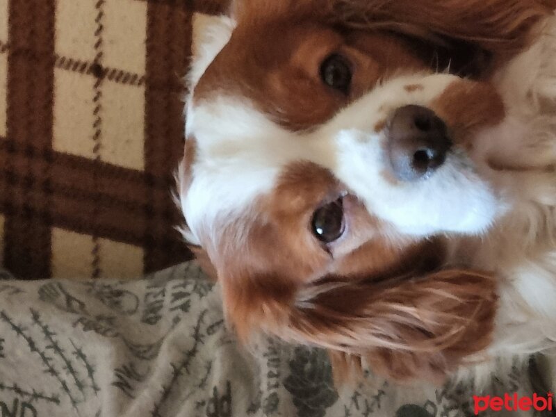 Cavalier King Charles Spanieli, Köpek  Badem fotoğrafı