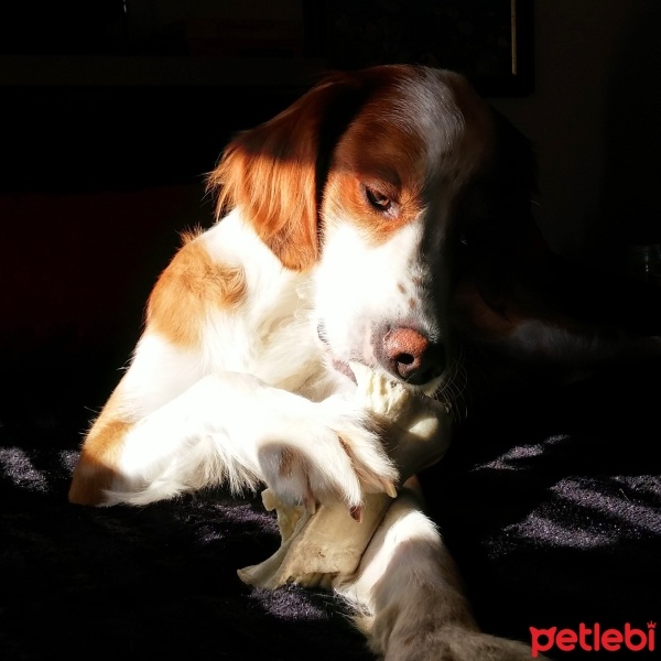 İngiliz Setter, Köpek  Libra fotoğrafı