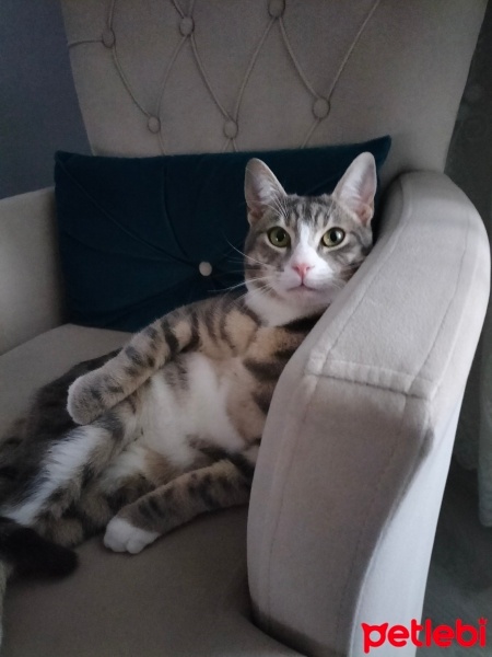 Tekir Kedi, Kedi  Duman fotoğrafı