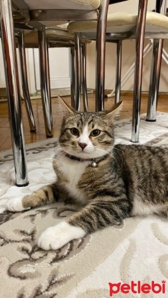 Tekir Kedi, Kedi  Müezza fotoğrafı