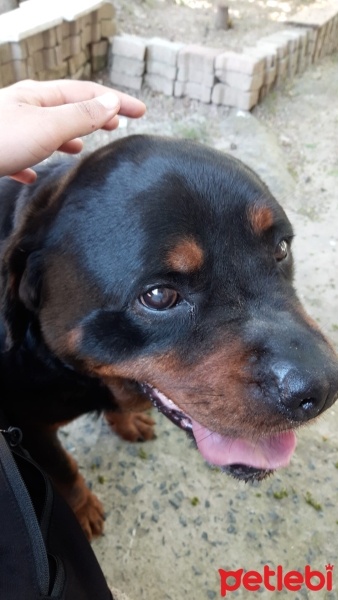 Rottweiler, Köpek  Ateş fotoğrafı