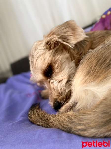 Jack Russell Terrier, Köpek  dobby fotoğrafı