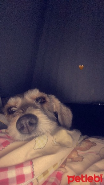 Jack Russell Terrier, Köpek  dobby fotoğrafı