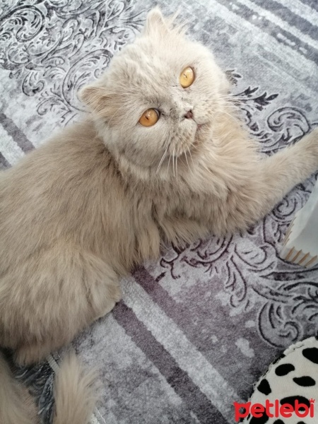 Scottish Fold, Kedi  DUMAN fotoğrafı