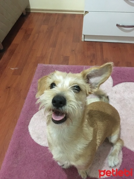 Maltese, Köpek  Atlas fotoğrafı