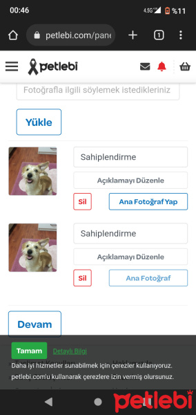 Maltese, Köpek  Atlas fotoğrafı