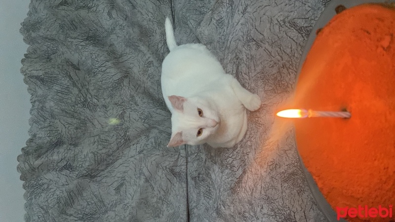 Ankara Kedisi, Kedi  Pamuk fotoğrafı