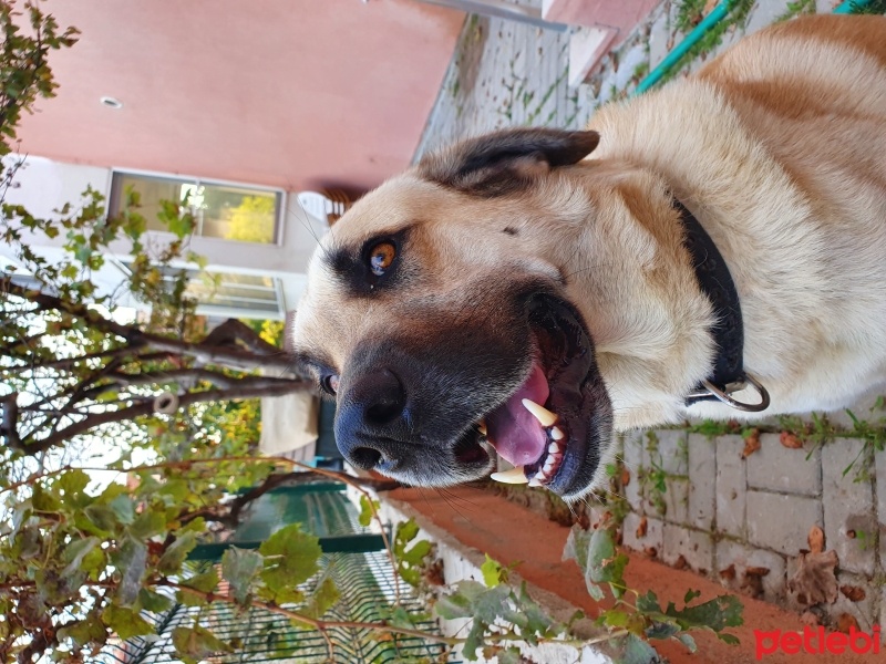 Kangal, Köpek  Bobo fotoğrafı