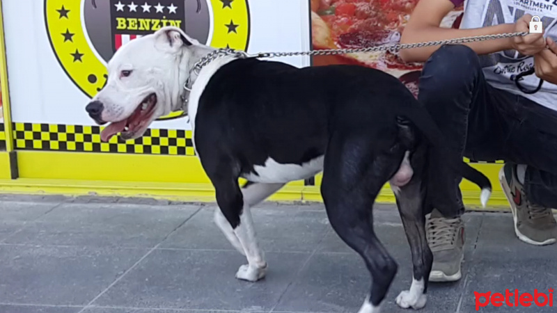 Amerikan Pitbull Terrier, Köpek  Paşa fotoğrafı