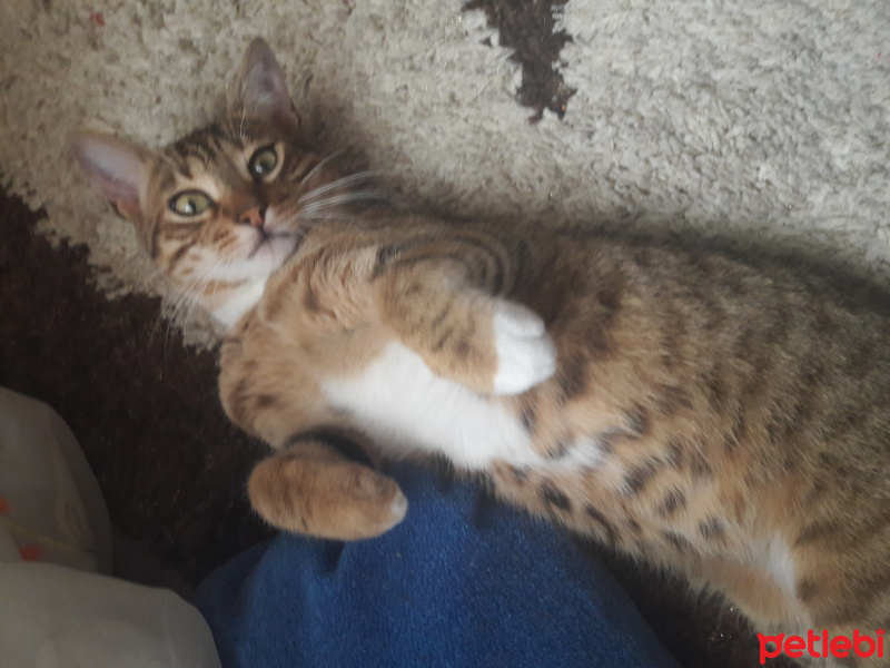 Tekir Kedi, Kedi  Muhittin  fotoğrafı