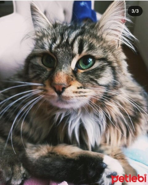 Norwegian Forest, Kedi  Leo fotoğrafı