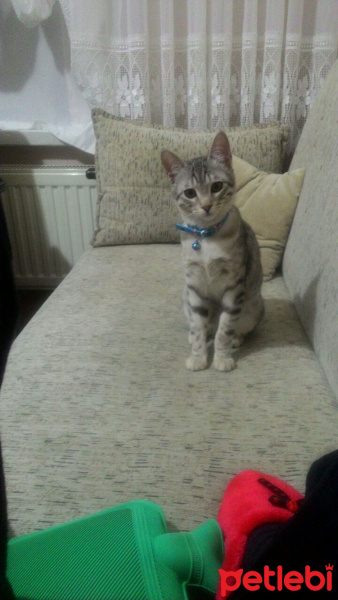 Tekir Kedi, Kedi  LOKUM fotoğrafı