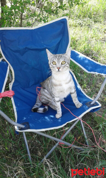 Tekir Kedi, Kedi  LOKUM fotoğrafı