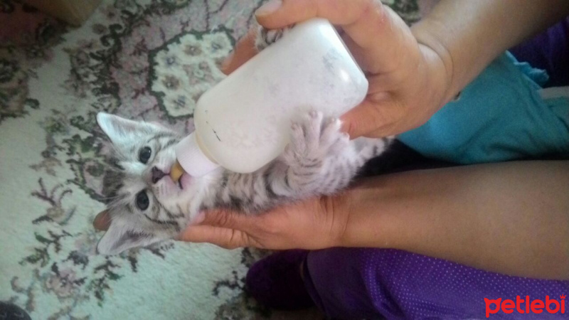 Tekir Kedi, Kedi  LOKUM fotoğrafı