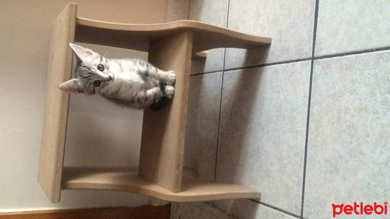 Tekir Kedi, Kedi  LOKUM fotoğrafı