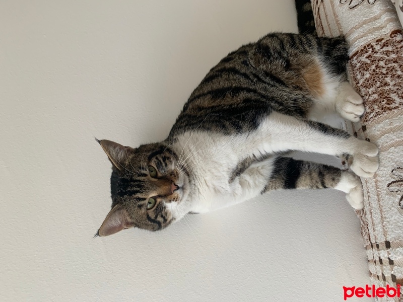 Tekir Kedi, Kedi  Duman fotoğrafı