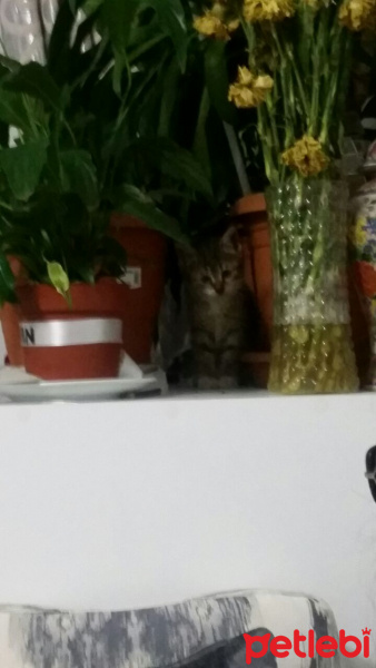 Tekir Kedi, Kedi  Zeze  fotoğrafı