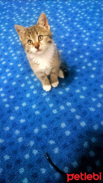 Tekir Kedi, Kedi  Zeze  fotoğrafı