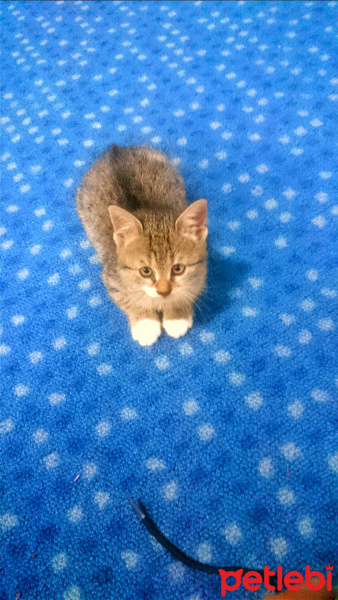 Tekir Kedi, Kedi  Zeze  fotoğrafı