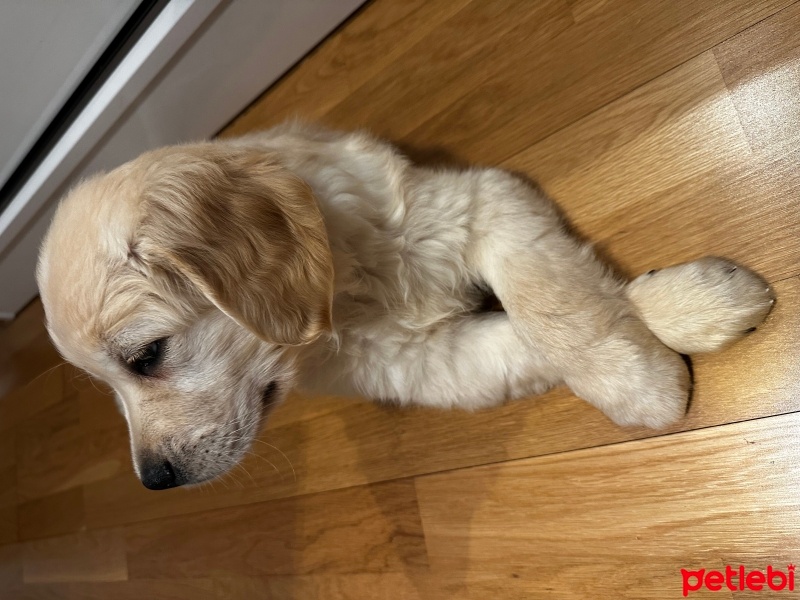 Golden Retriever, Köpek  Boldie fotoğrafı