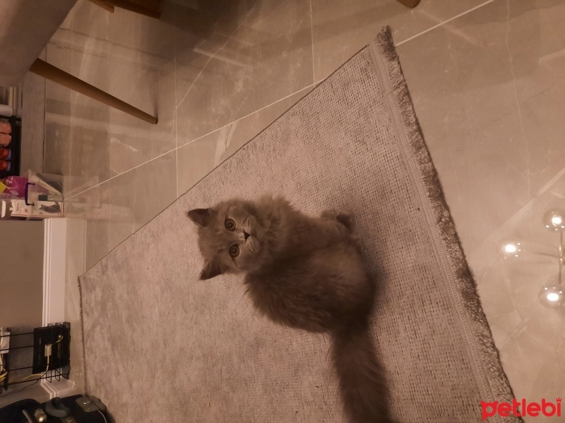 British Longhair, Kedi  Zeytin fotoğrafı