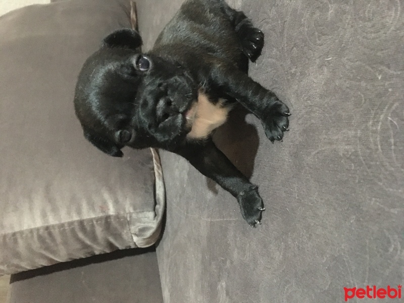 Fransız Bulldog, Köpek  Yavrular fotoğrafı