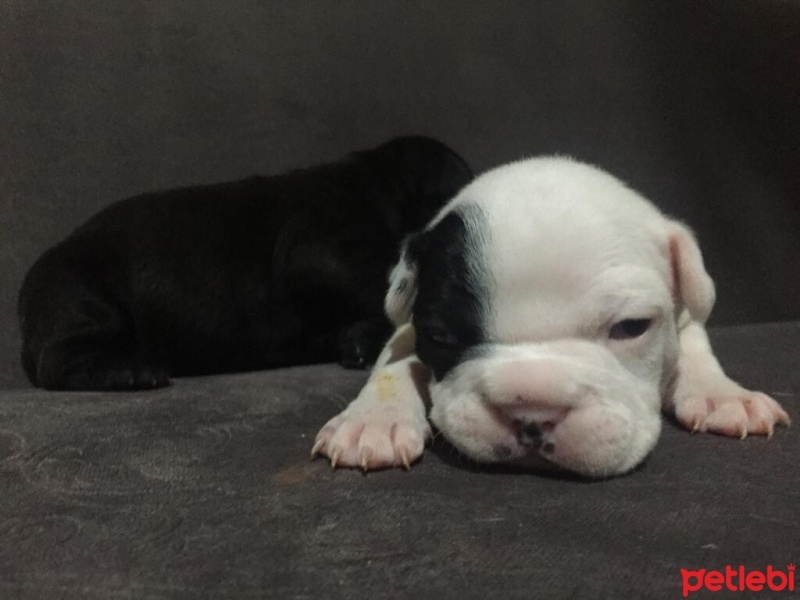 Fransız Bulldog, Köpek  Yavrular fotoğrafı