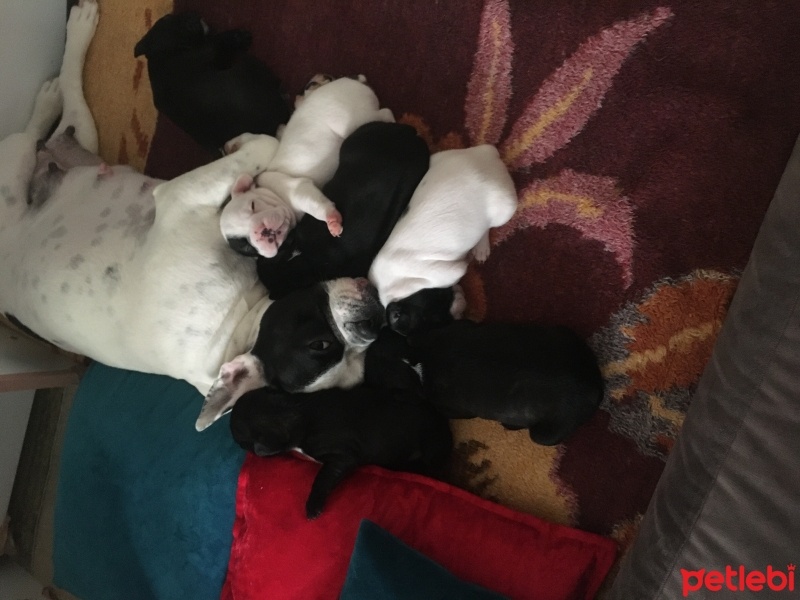 Fransız Bulldog, Köpek  Yavrular fotoğrafı