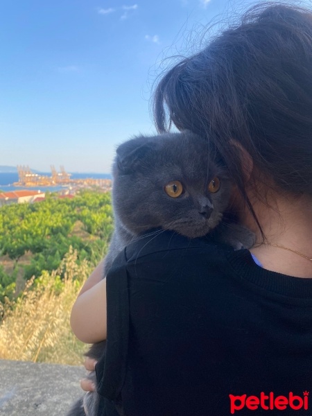 Scottish Fold, Kedi  Tomi fotoğrafı