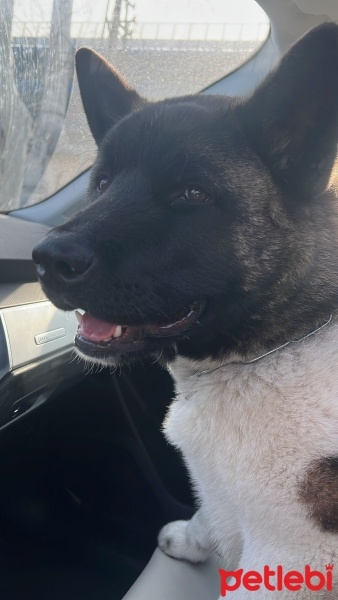 Akita İnu, Köpek  Leo fotoğrafı