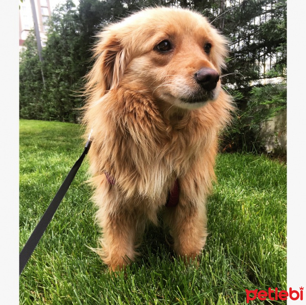 Golden Retriever, Köpek  Lucy fotoğrafı