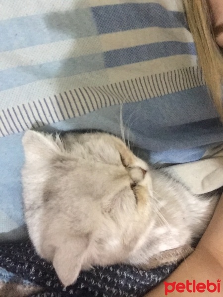 British Shorthair, Kedi  Mia fotoğrafı