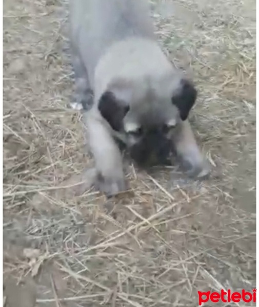 Aksaray Malaklısı, Köpek  Malaklı fotoğrafı
