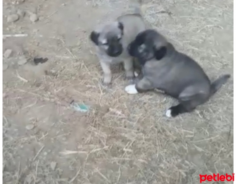 Aksaray Malaklısı, Köpek  Malaklı fotoğrafı