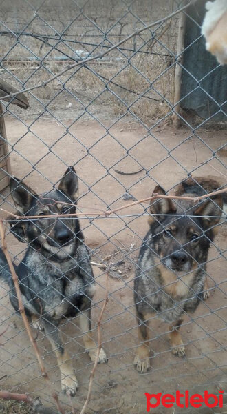 Alman Çoban Köpeği, Köpek  Boza - Whiskey fotoğrafı