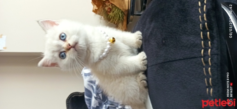 British Shorthair, Kedi  Nane fotoğrafı