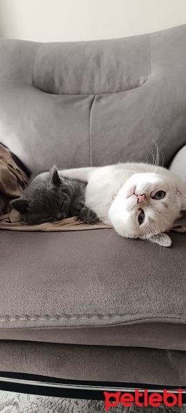 British Shorthair, Kedi  Nane fotoğrafı