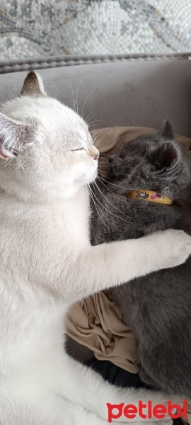 British Shorthair, Kedi  Nane fotoğrafı