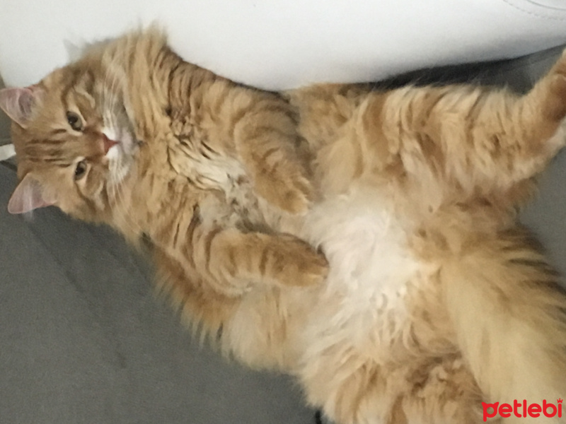 Tekir Kedi, Kedi  Paşa fotoğrafı