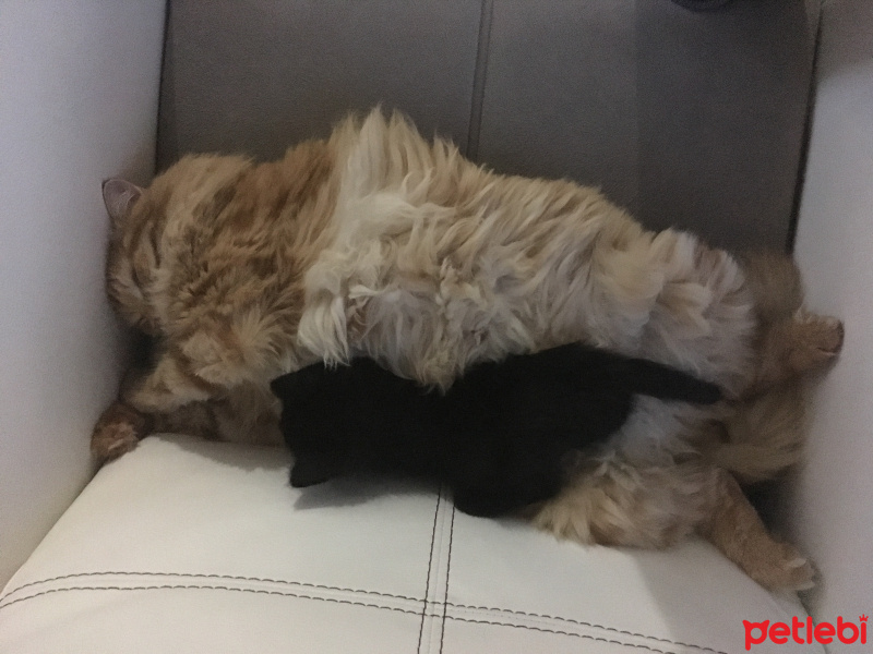Tekir Kedi, Kedi  Paşa fotoğrafı