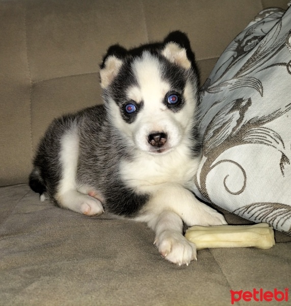 Sibirya Kurdu (Husky), Köpek  Ice fotoğrafı