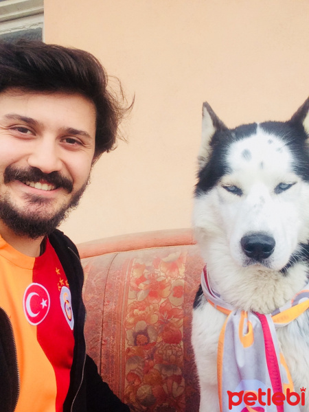 Tekir Kedi, Kedi  Graham fotoğrafı