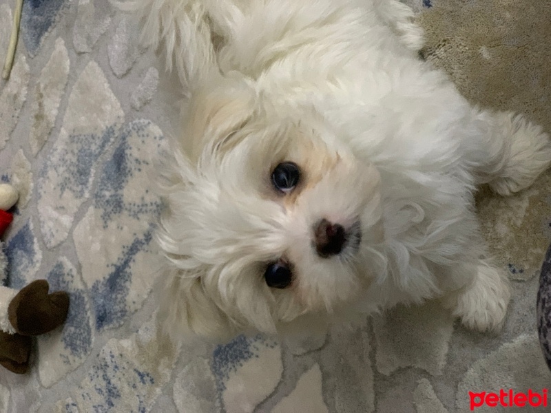 Maltese, Köpek  Luna fotoğrafı