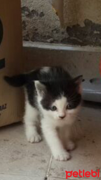 Tekir Kedi, Kedi  İsimsizler henüz fotoğrafı