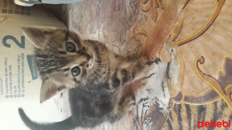Tekir Kedi, Kedi  İsimsizler henüz fotoğrafı