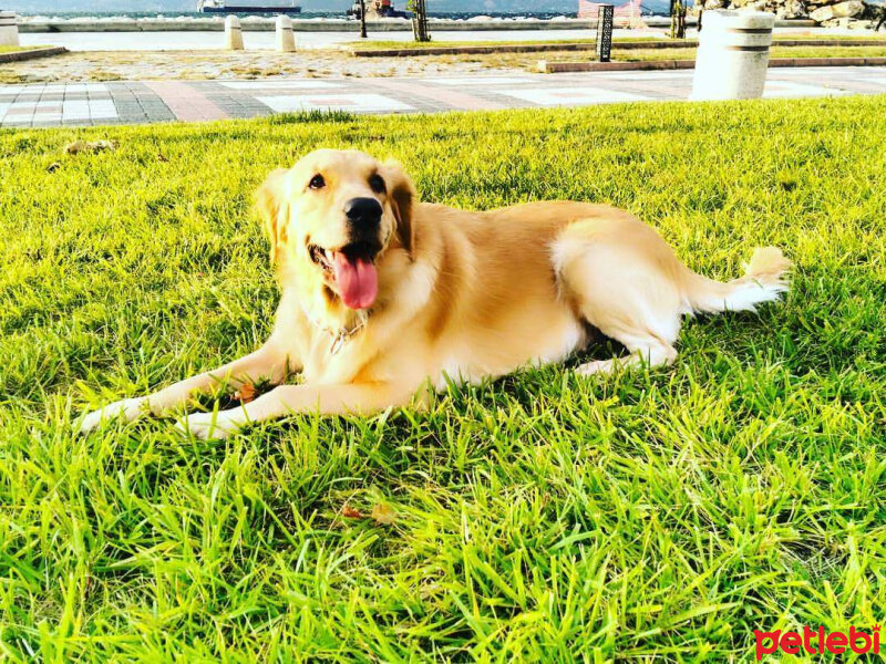 Golden Retriever, Köpek  Badem fotoğrafı