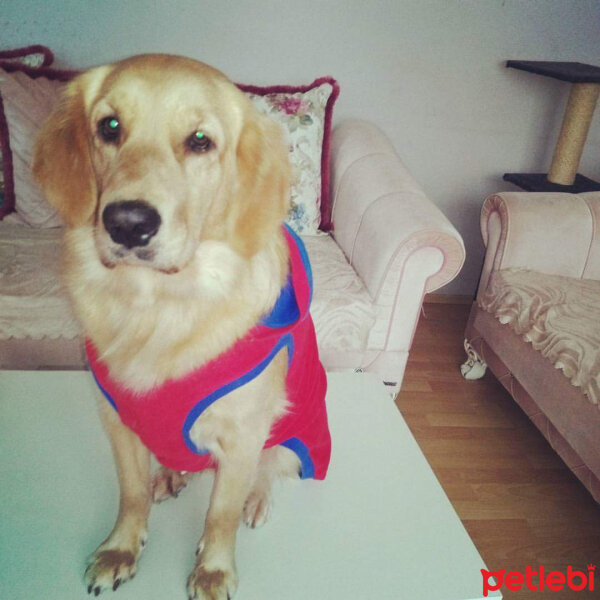 Golden Retriever, Köpek  Badem fotoğrafı