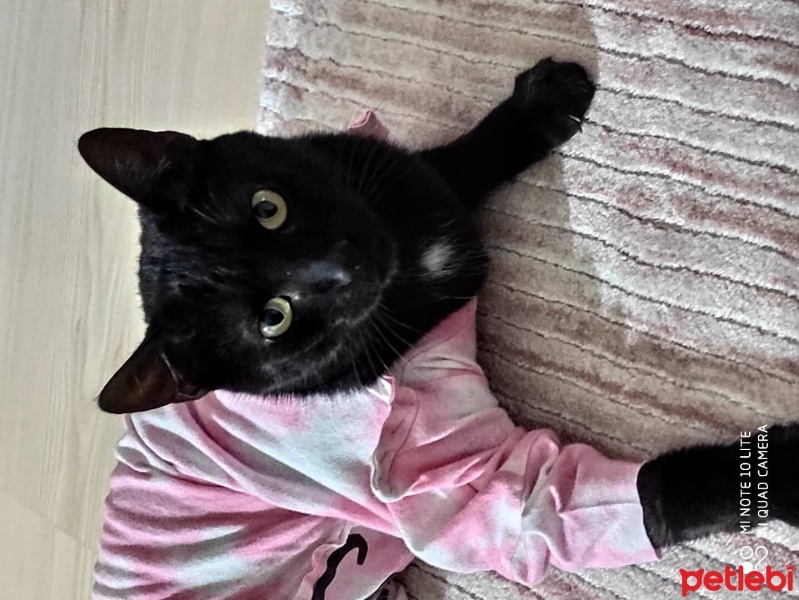 Bombay, Kedi  Zeytin fotoğrafı