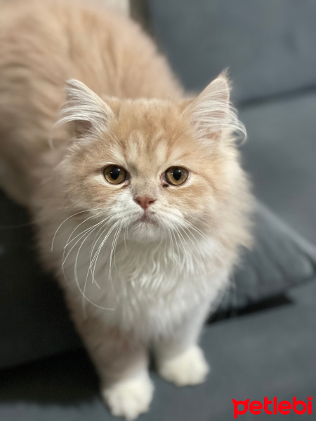 Chinchilla, Kedi  Prens fotoğrafı